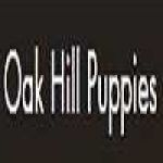 oakhillpuppies Profile Picture