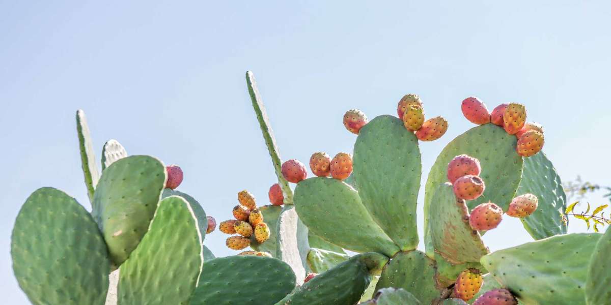 Packaged Cactus Water Market Growth, Outlook, Demand, Key player Analysis and Opportunity 2021-2026