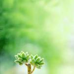 Donna Stella123 Profile Picture