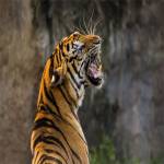 Corbett Tiger Reserve Profile Picture