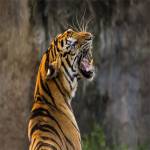 Corbett Tiger Reserve Profile Picture