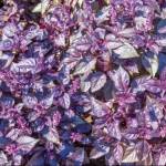 benefits of purple basil Profile Picture