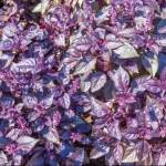 benefits of purple basil Profile Picture