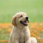 afzal khan Profile Picture