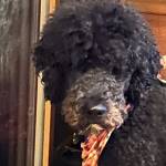 Barb Stewart Profile Picture