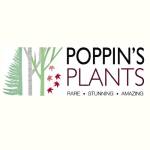 Poppins Plants Profile Picture