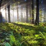 Mark Henry Profile Picture