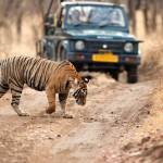 Jim Corbett Profile Picture