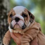 Irresisti Bulls Profile Picture