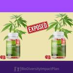 Smart Hemp Gummies Australia Profile Picture