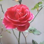Sunita Pal Profile Picture